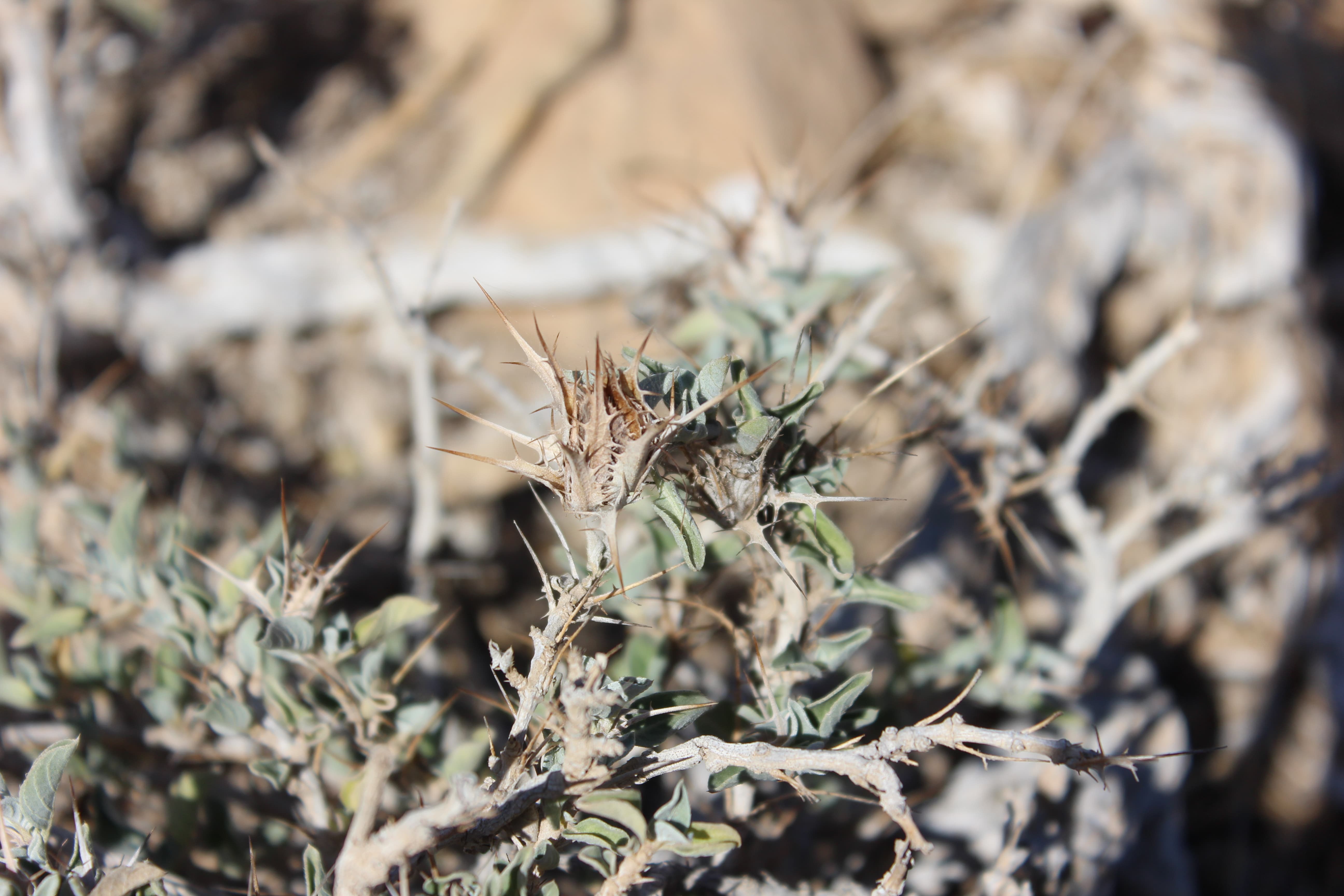 Plant Image